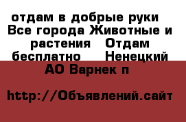 отдам в добрые руки - Все города Животные и растения » Отдам бесплатно   . Ненецкий АО,Варнек п.